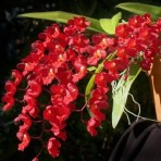 Oncidium (Hwra.) Lava Burst Flowering Size